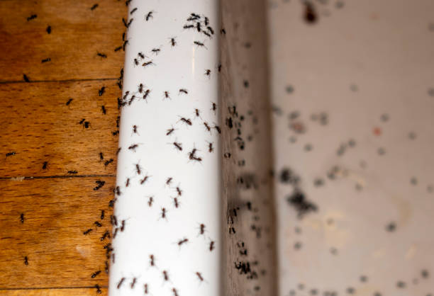 Wildlife Control Services in Grand Rapids, MI