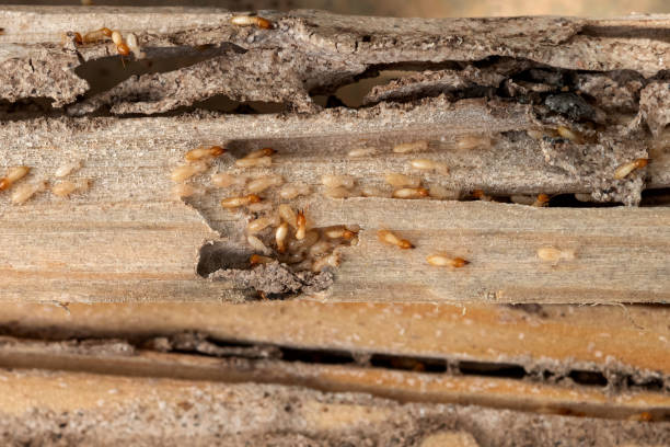 Best Insect Control  in Grand Rapids, MI