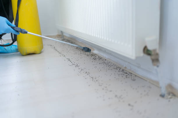Best Ant Control Services  in Grand Rapids, MI